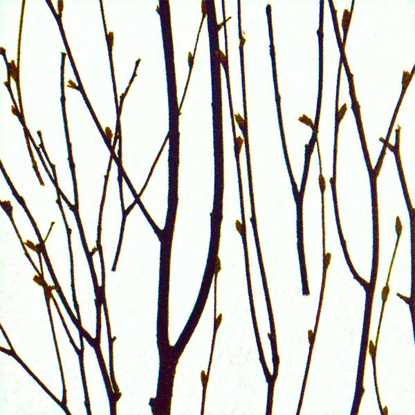 decodeco-nature-birch