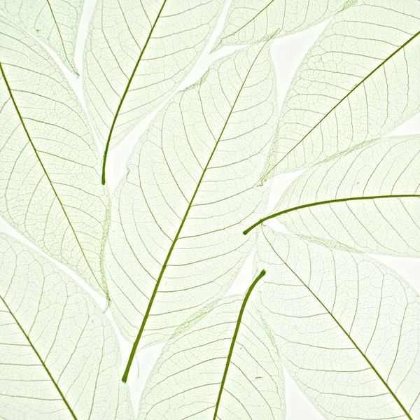 decodeco-nature-orchid-leaf-green