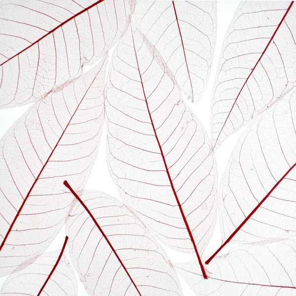 decodeco-nature-orchid-leaf-red
