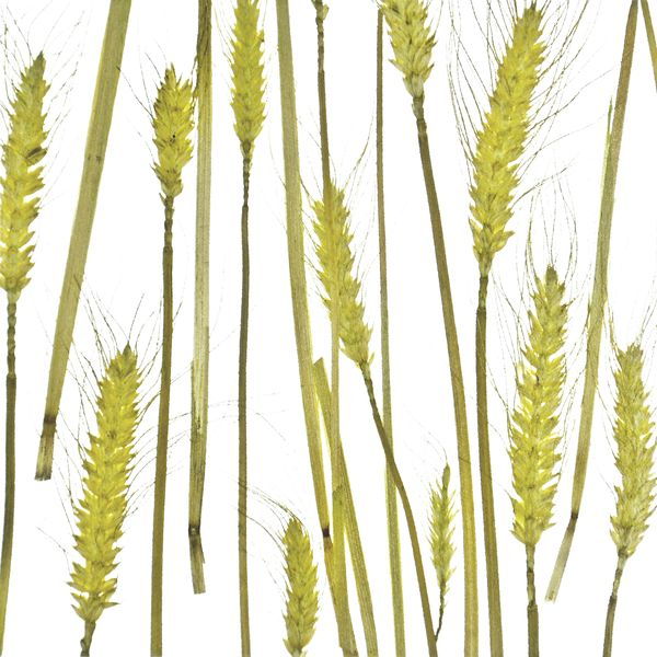 decodeco-nature-wheat