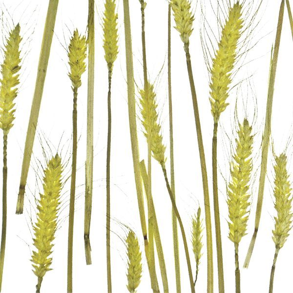 decodeco-nature-wheat
